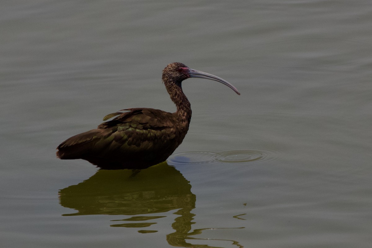 ibis americký - ML620115602