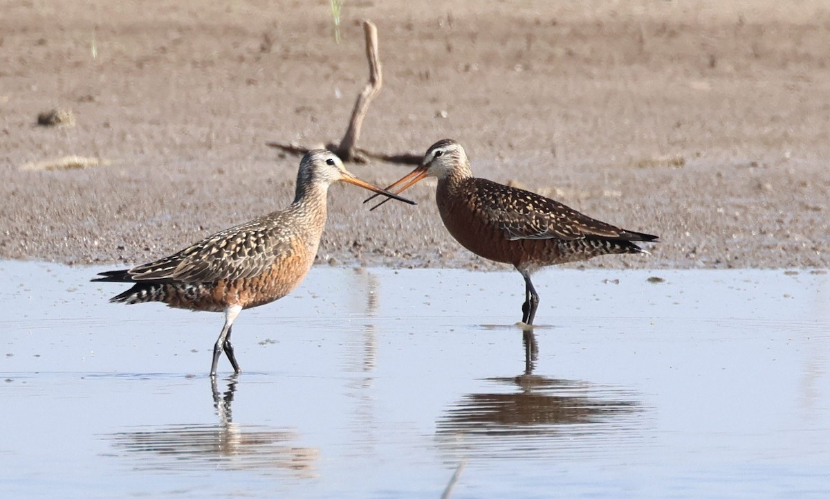 Hudsonian Godwit - ML620115607