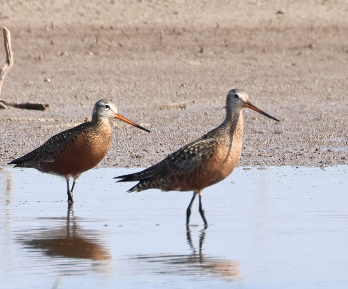 Hudsonian Godwit - ML620115608