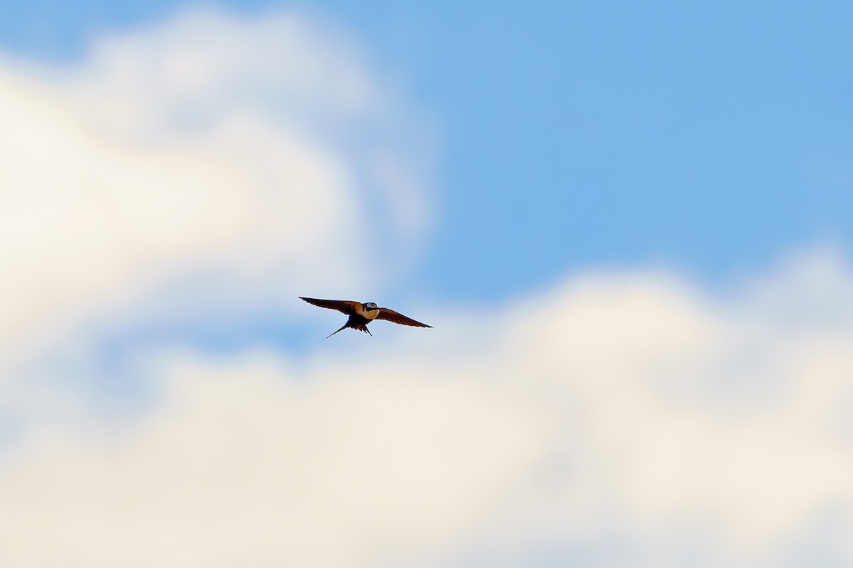White-backed Swallow - ML620115618