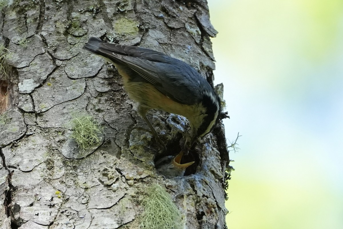 Red-breasted Nuthatch - ML620115656