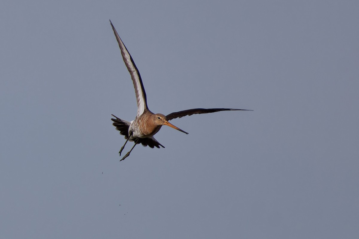 Black-tailed Godwit - ML620115663