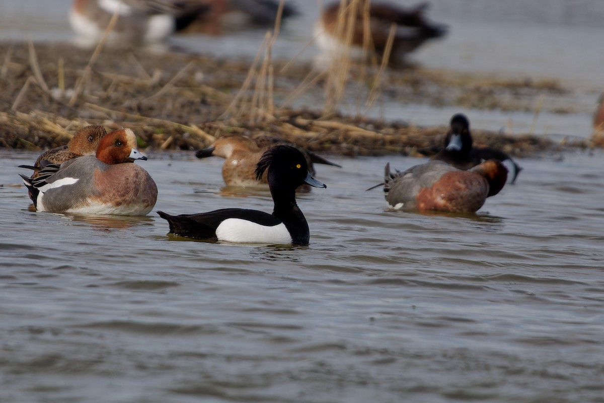 Tufted Duck - ML620115684