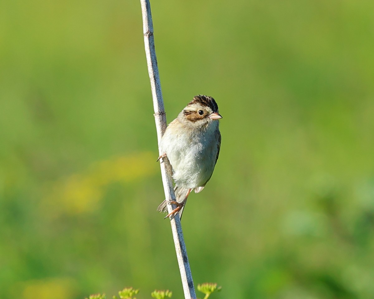 Clay-colored Sparrow - ML620115707