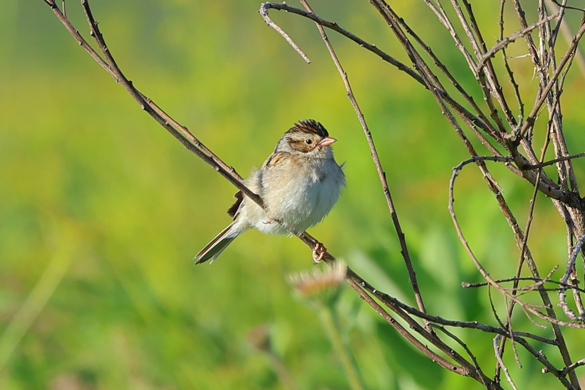 Clay-colored Sparrow - ML620115708