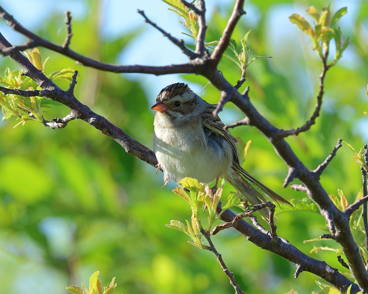 Clay-colored Sparrow - ML620115709