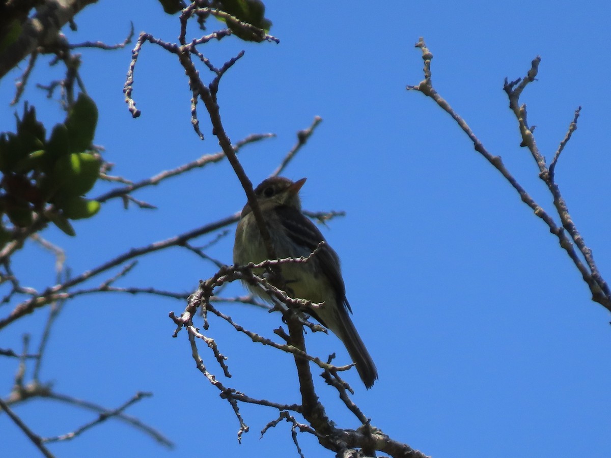 Western Flycatcher (Pacific-slope) - ML620115710