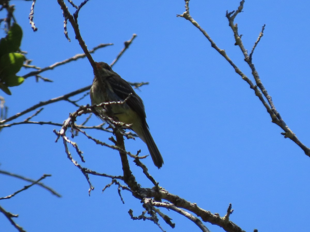 Western Flycatcher (Pacific-slope) - ML620115714