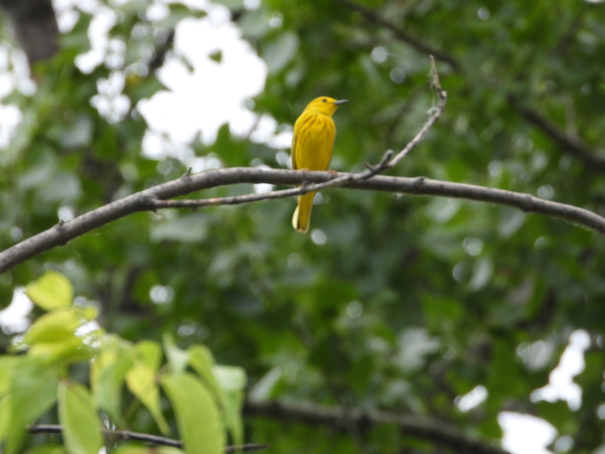 Yellow Warbler - ML620115719
