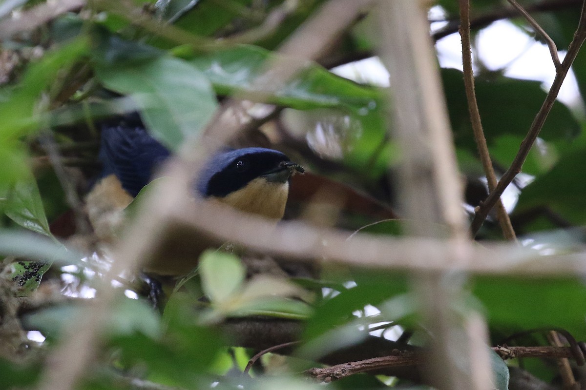 Fawn-breasted Tanager - ML620115741