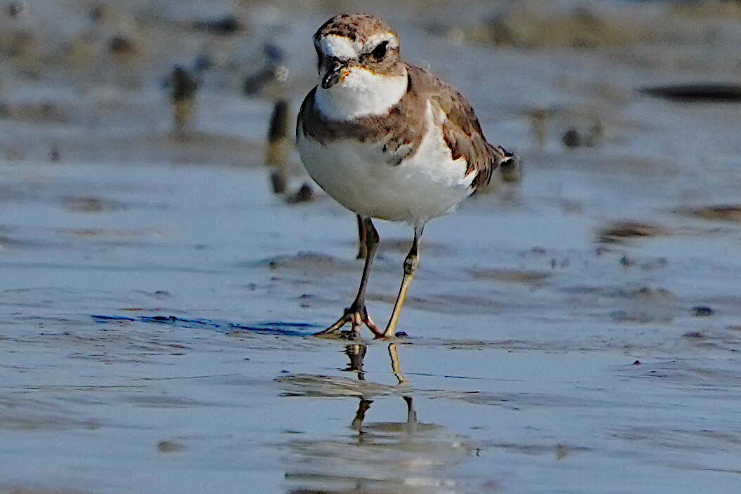 Semipalmated Plover - ML620115746