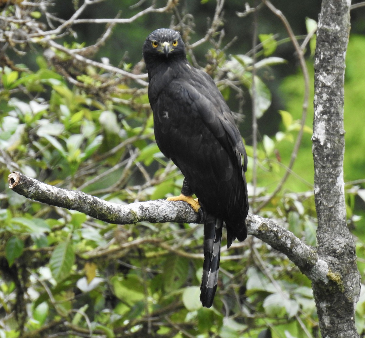 Чёрный хохлатый орёл - ML620115749