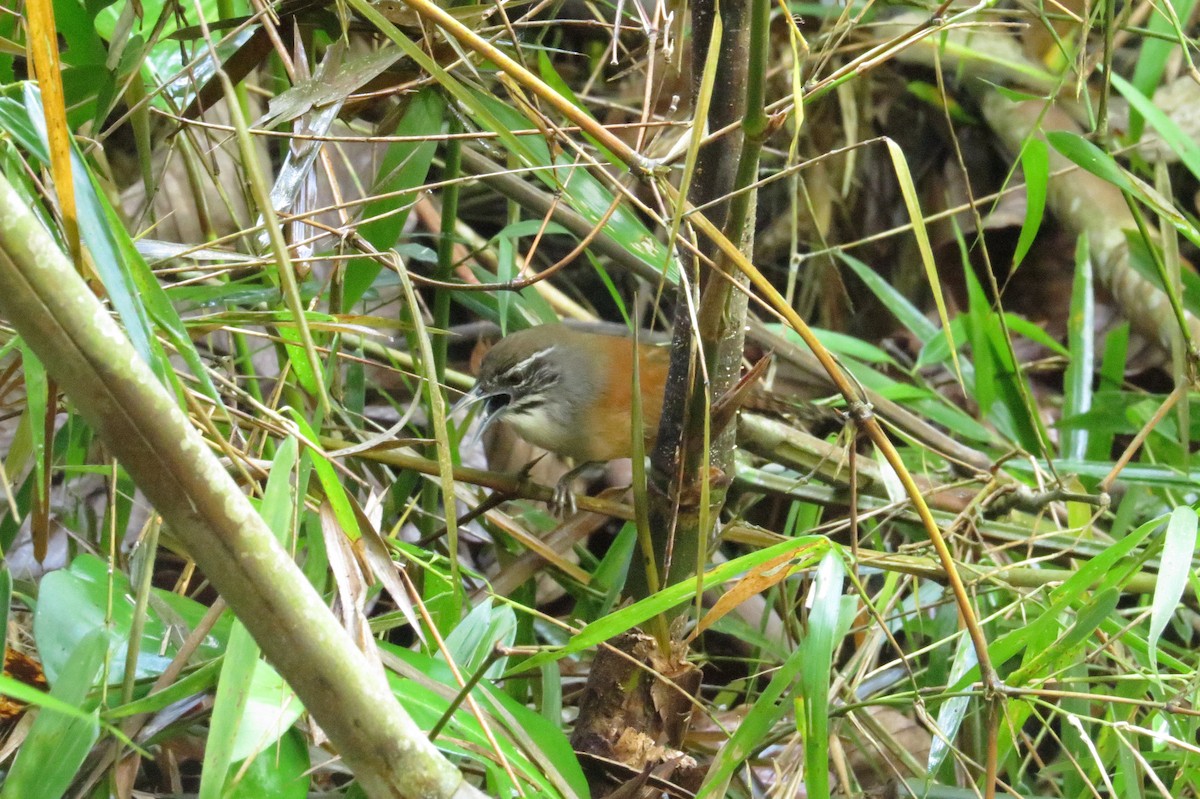 Moustached Wren - ML620115752