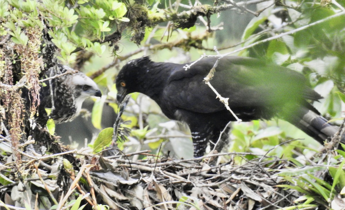 Чёрный хохлатый орёл - ML620115754