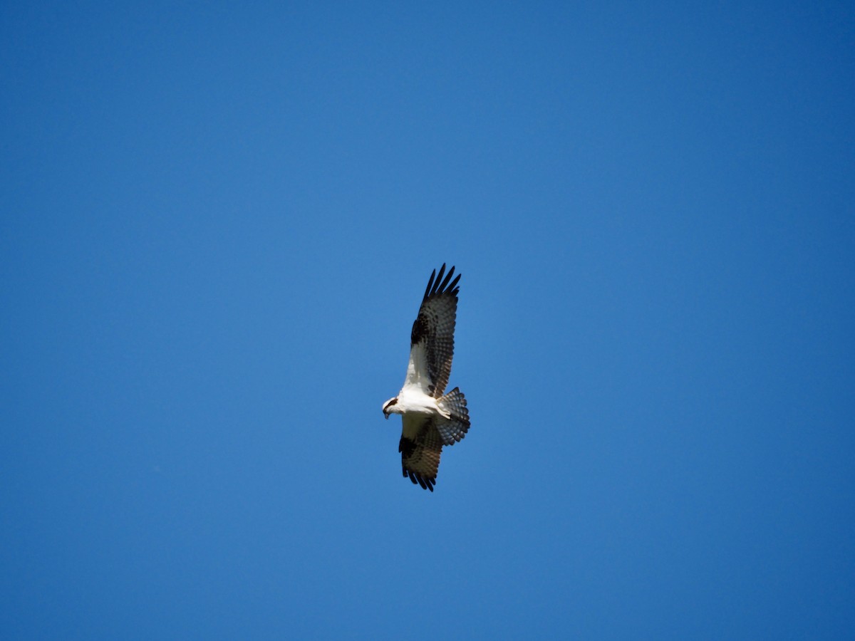 Águila Pescadora - ML620115769