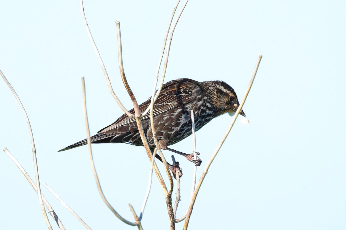 Red-winged Blackbird - ML620115773