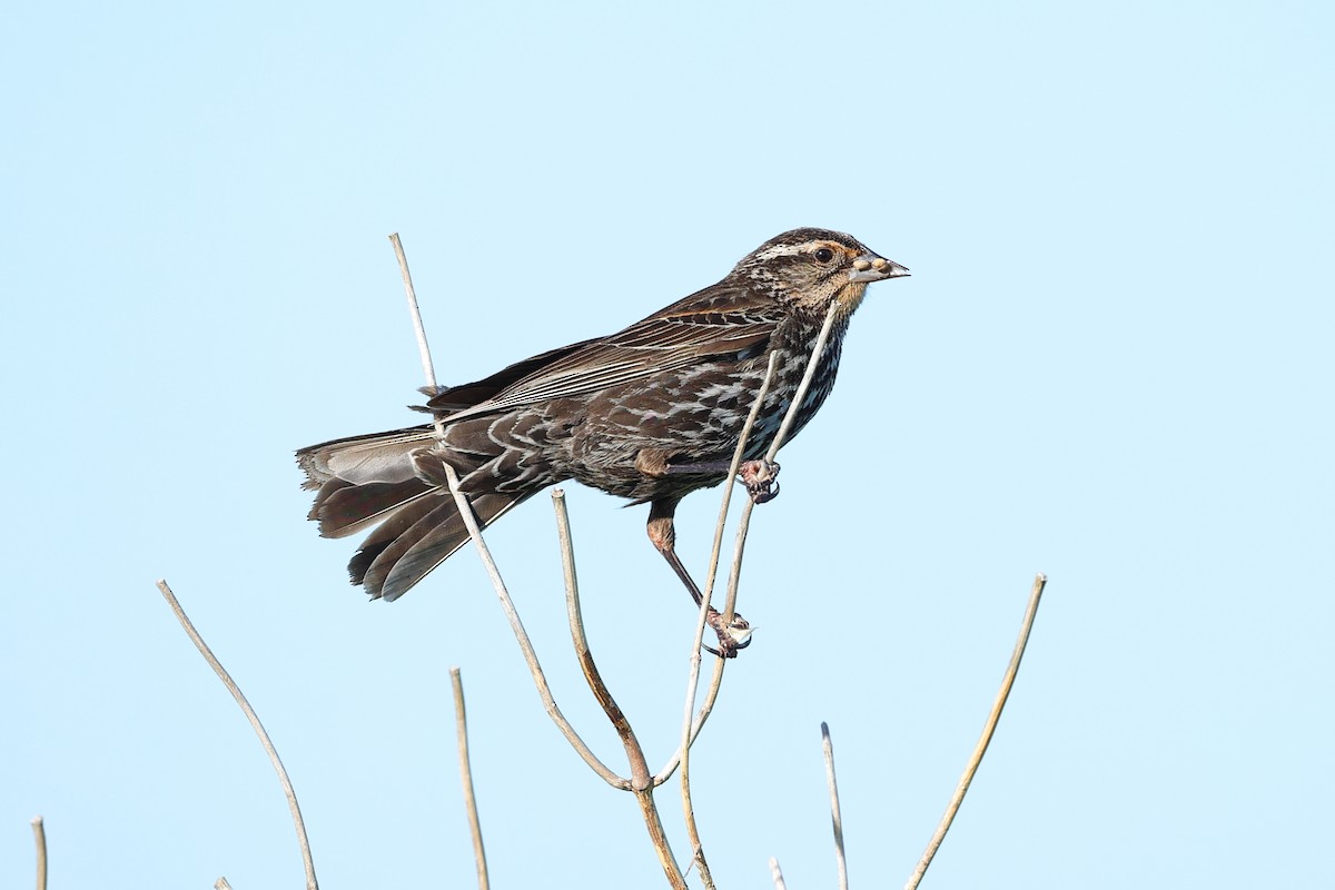 Red-winged Blackbird - ML620115774