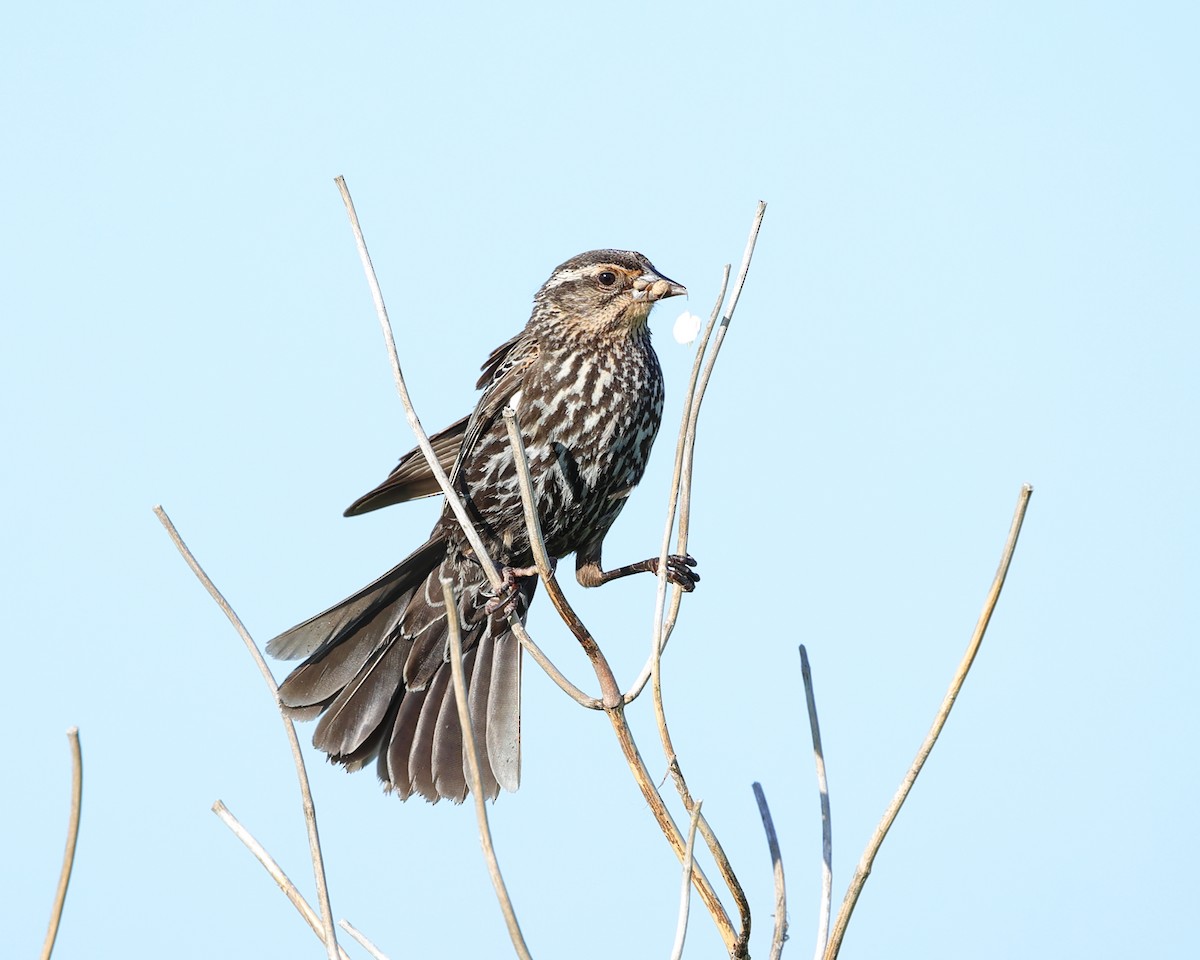 Red-winged Blackbird - ML620115775