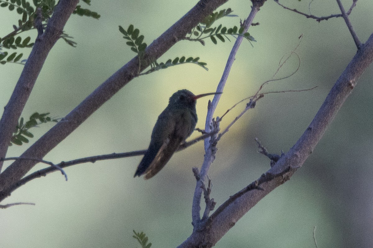 Broad-billed Hummingbird - ML620115778