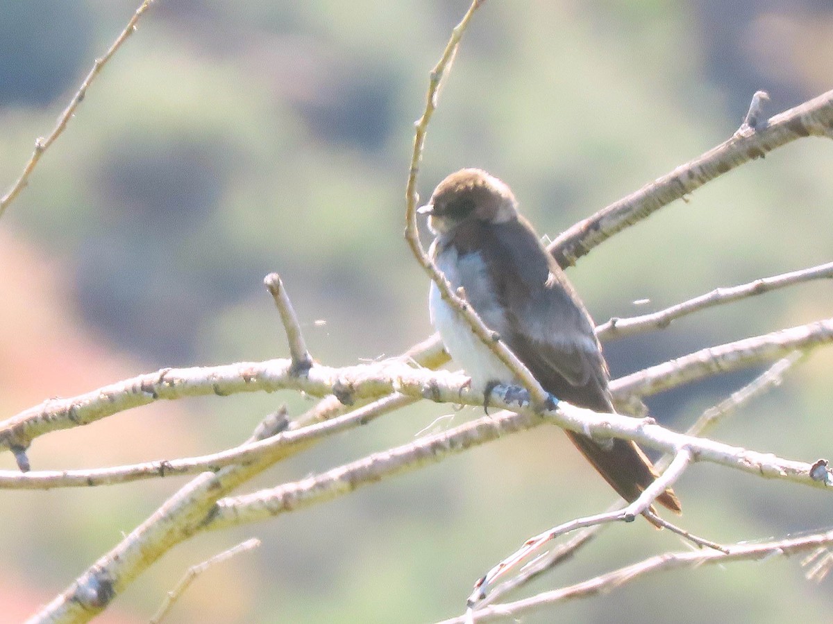 Northern Rough-winged Swallow - ML620115793