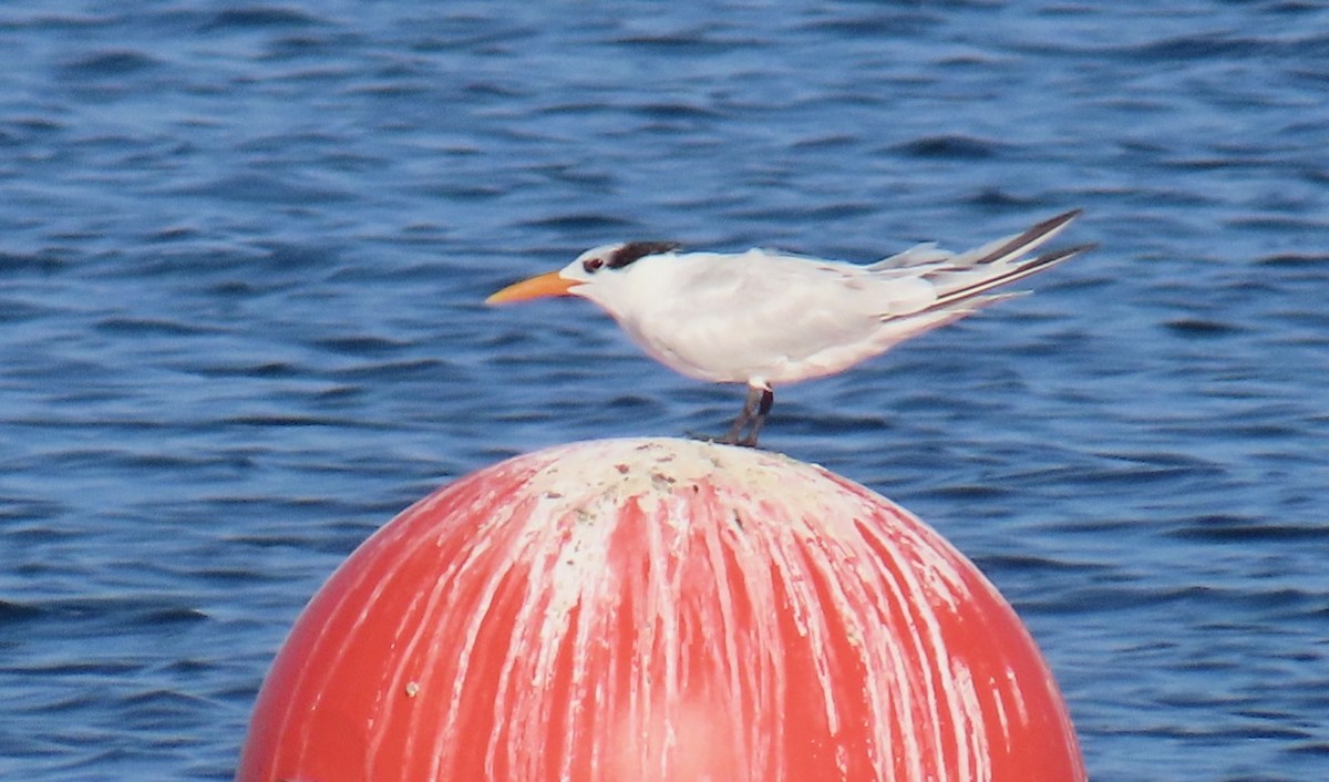 Royal Tern - ML620115796