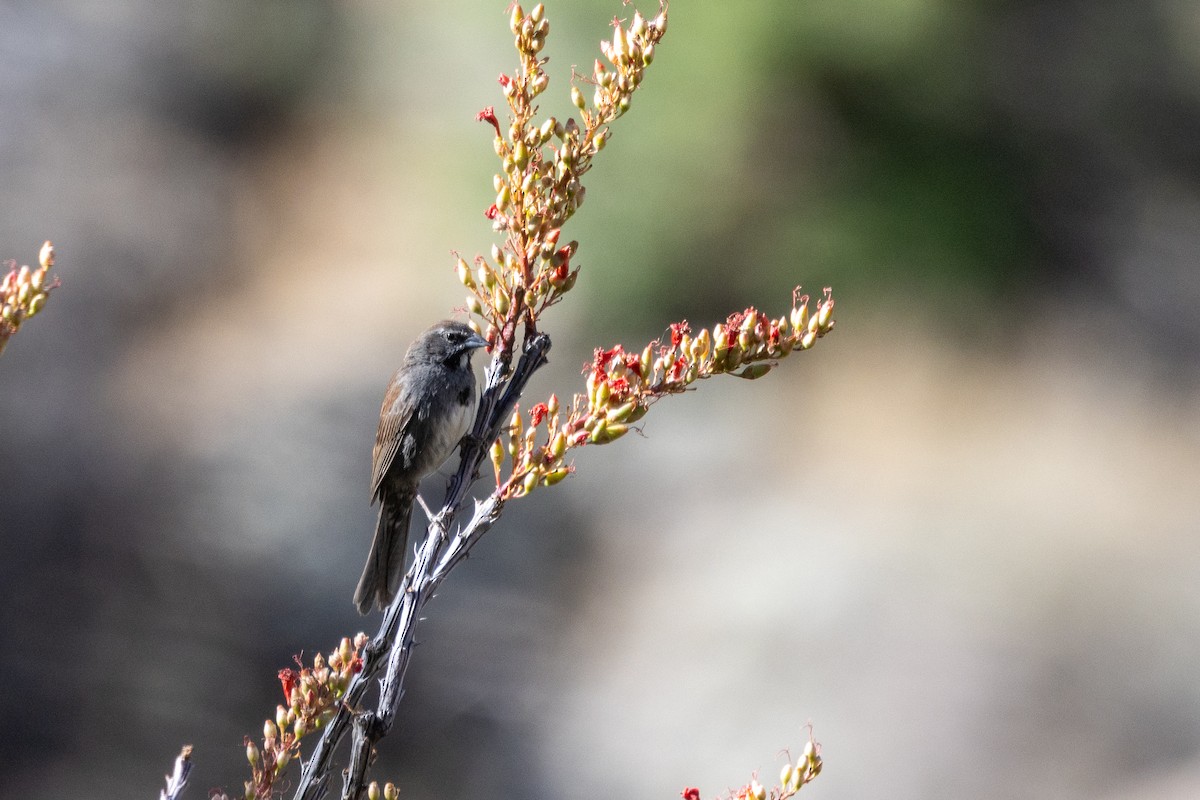 Five-striped Sparrow - ML620115798