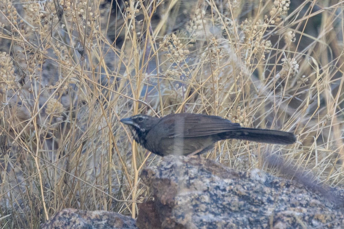 Five-striped Sparrow - ML620115799