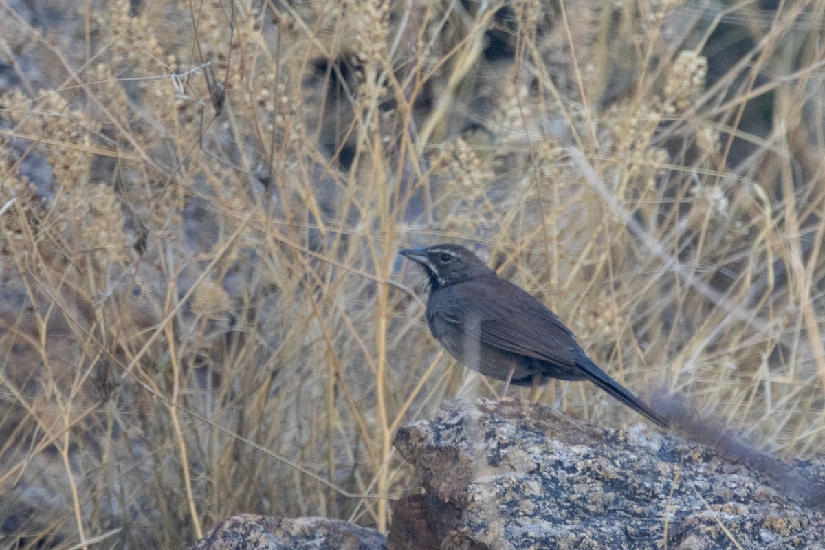Five-striped Sparrow - ML620115800