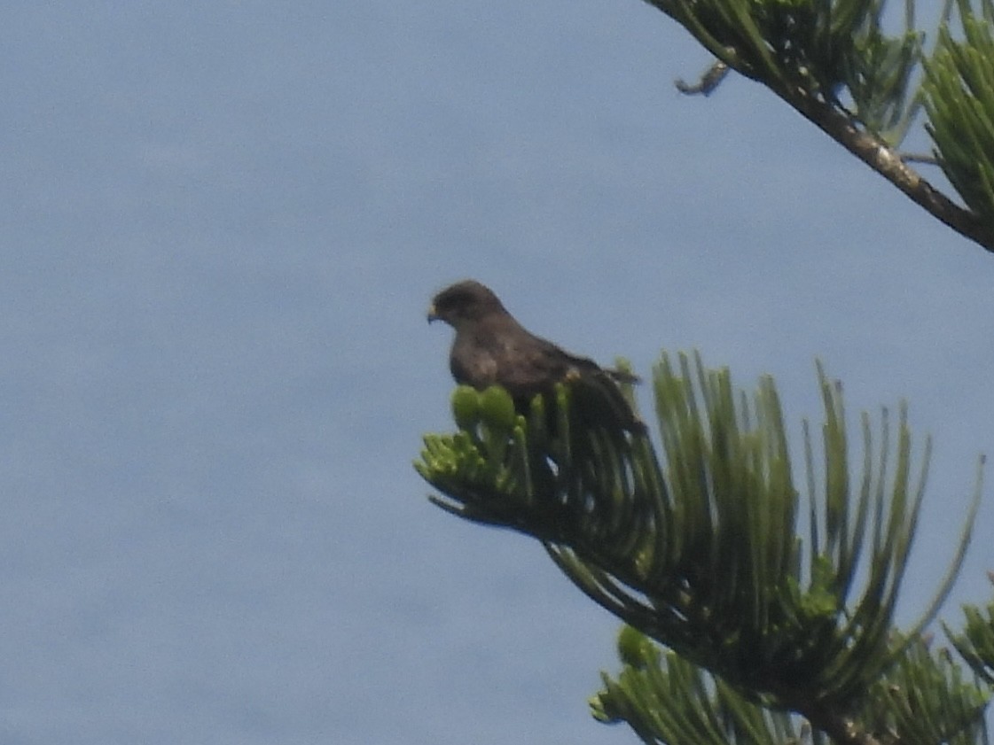 Common Buzzard (Azores) - ML620115810