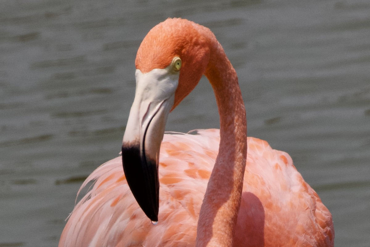 American Flamingo - ML620115813