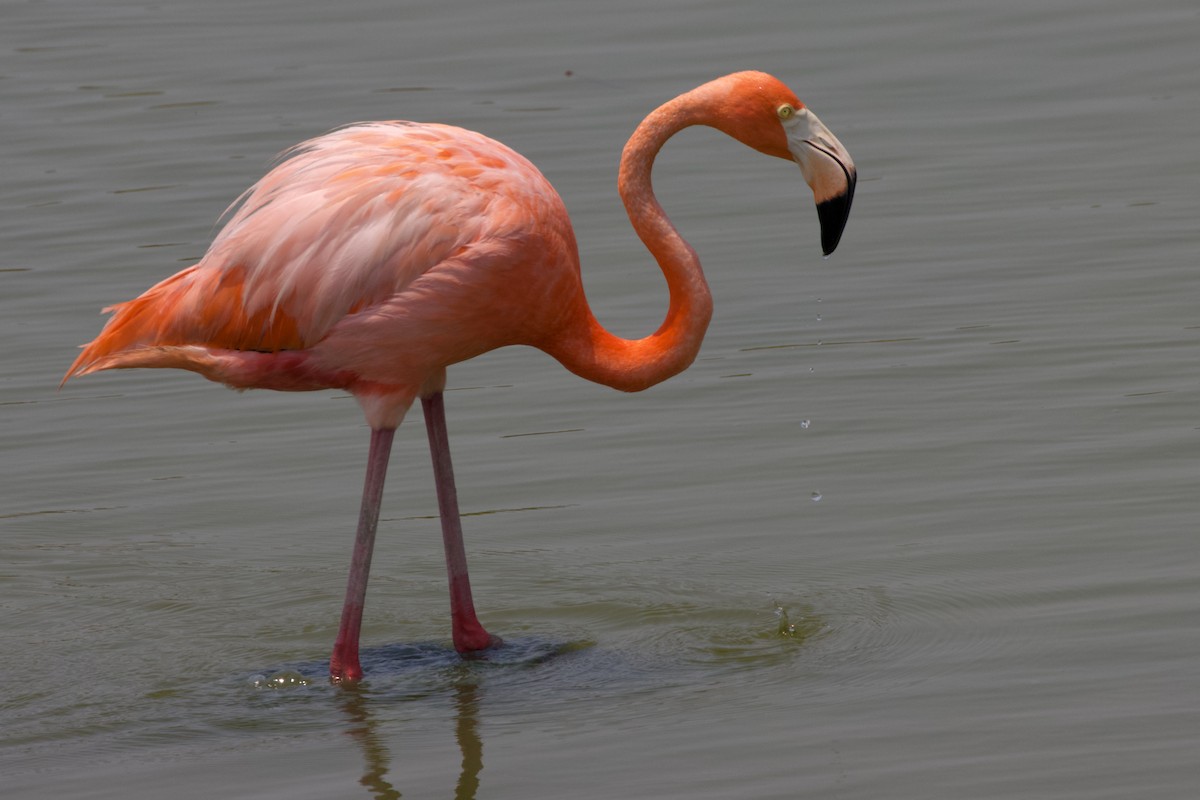 Amerika Flamingosu - ML620115814