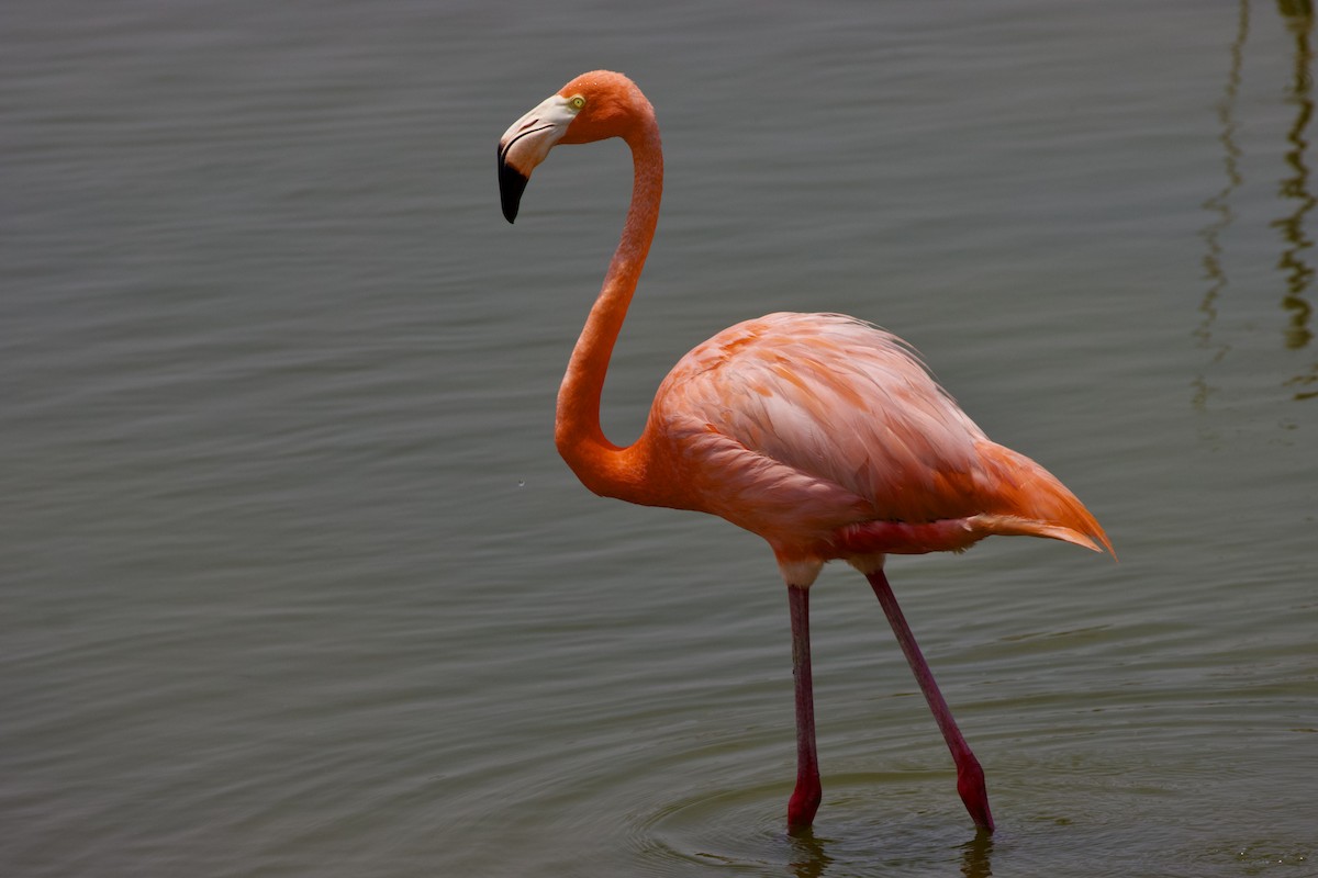 Amerika Flamingosu - ML620115815