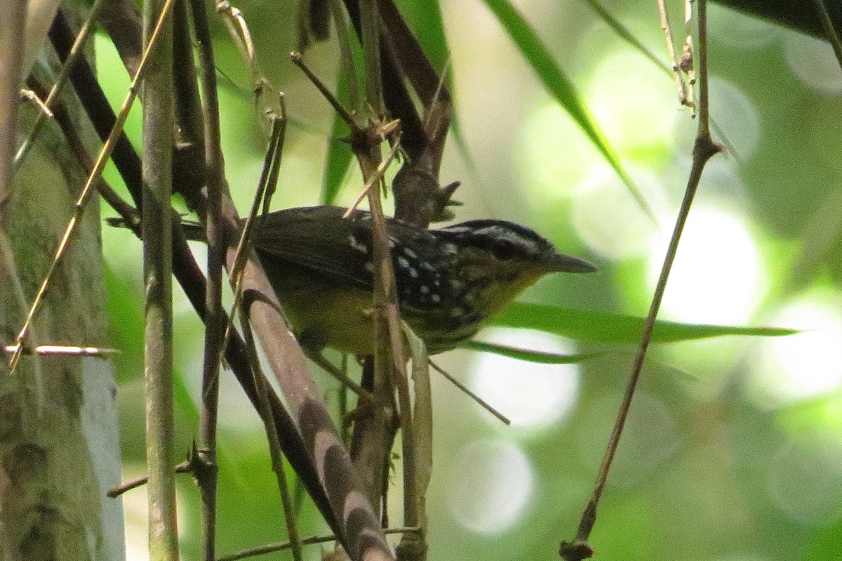 Yellow-breasted Warbling-Antbird - ML620115841