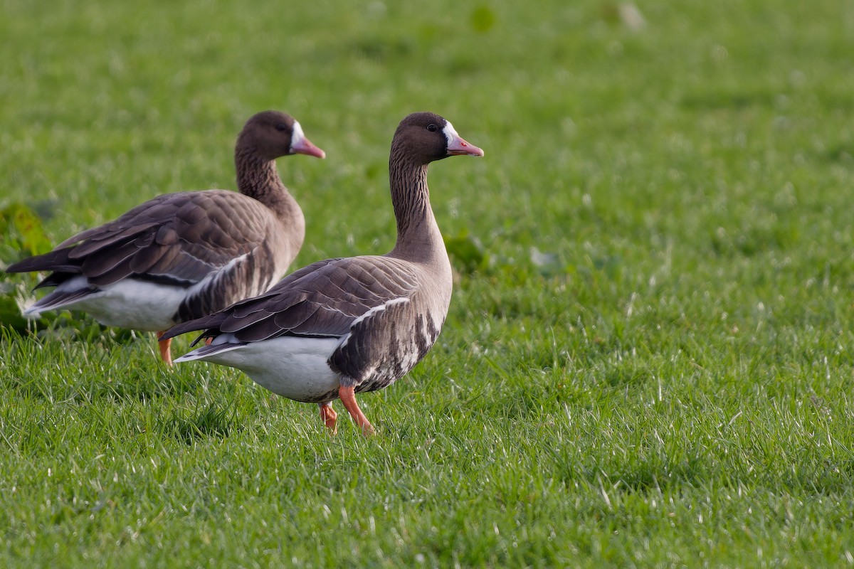 Greater White-fronted Goose - ML620115851