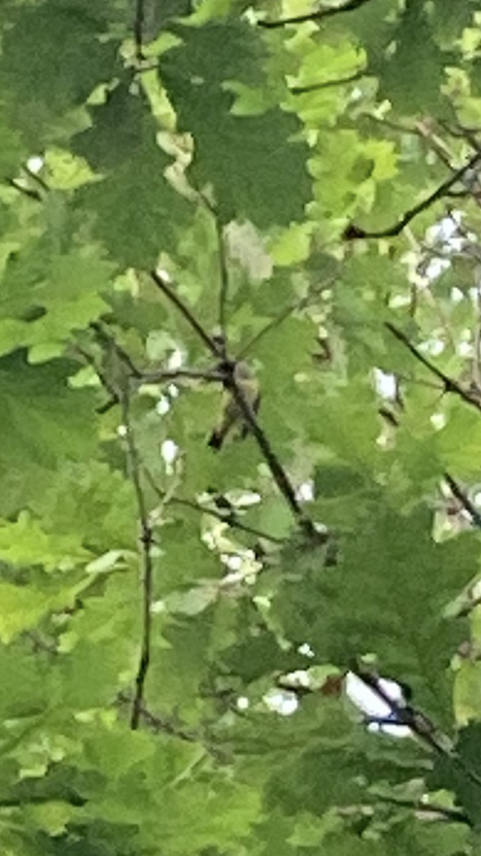 Connecticut Warbler - ML620115859