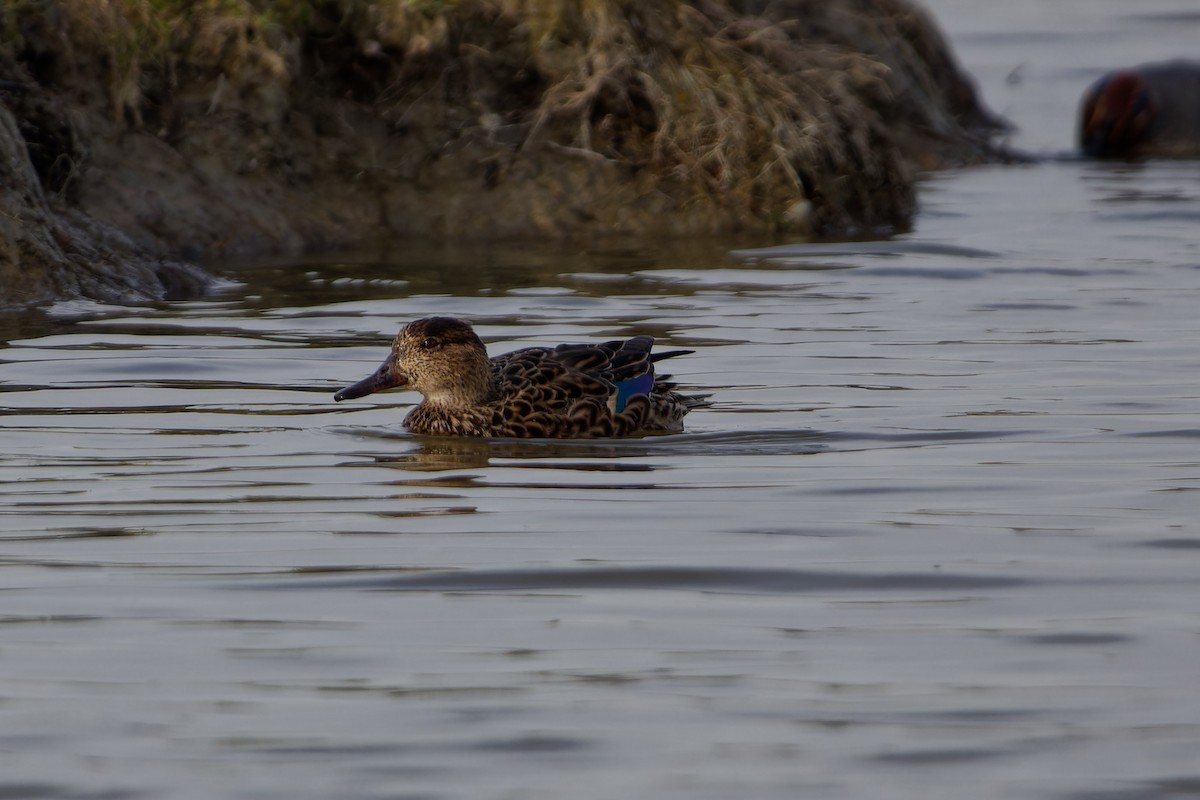 Green-winged Teal - ML620115864