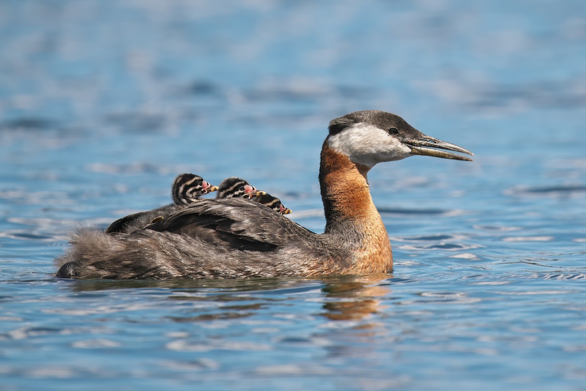 Red-necked Grebe - ML620115867