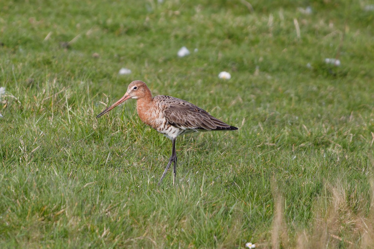 Black-tailed Godwit - ML620115888