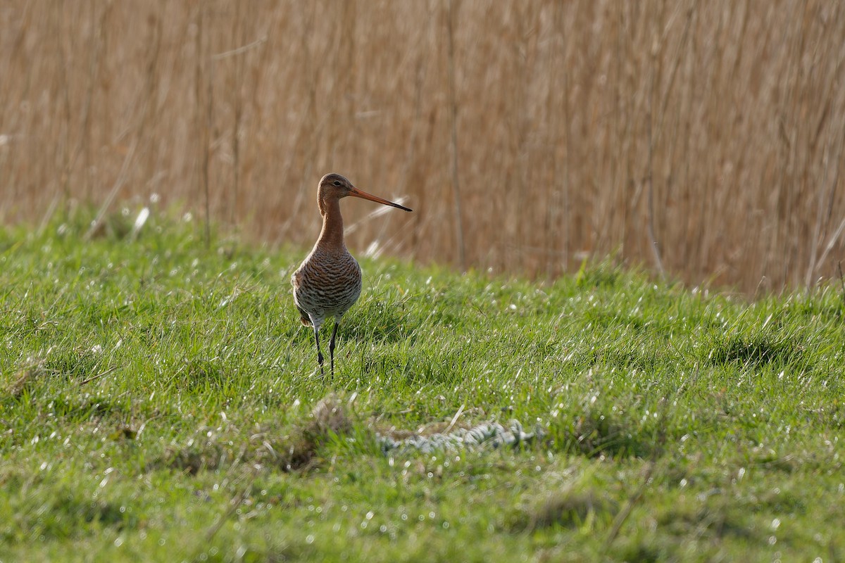 Black-tailed Godwit - ML620115889