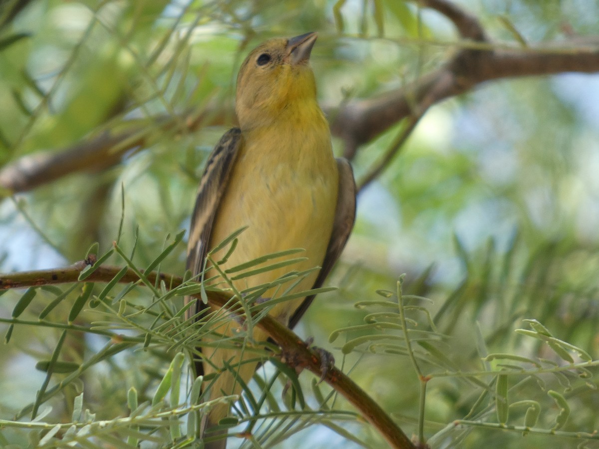 Lesser Goldfinch - ML620115892