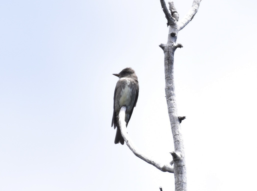 Olive-sided Flycatcher - ML620115907