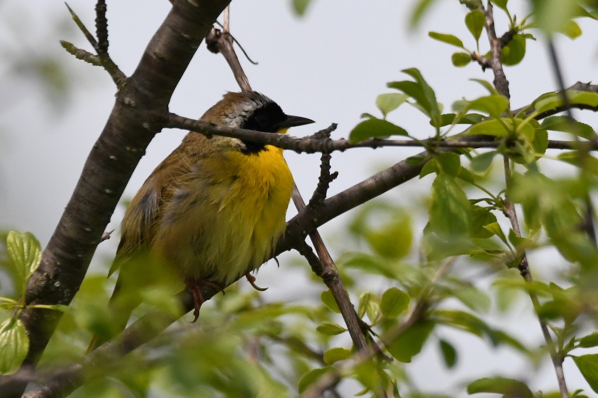 Common Yellowthroat - ML620115909