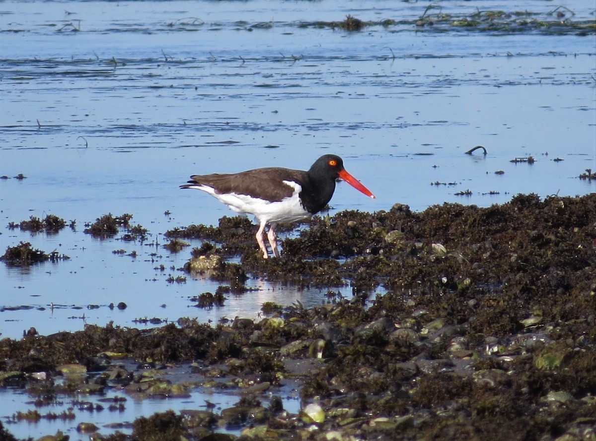 American Oystercatcher - Timothy Fennell