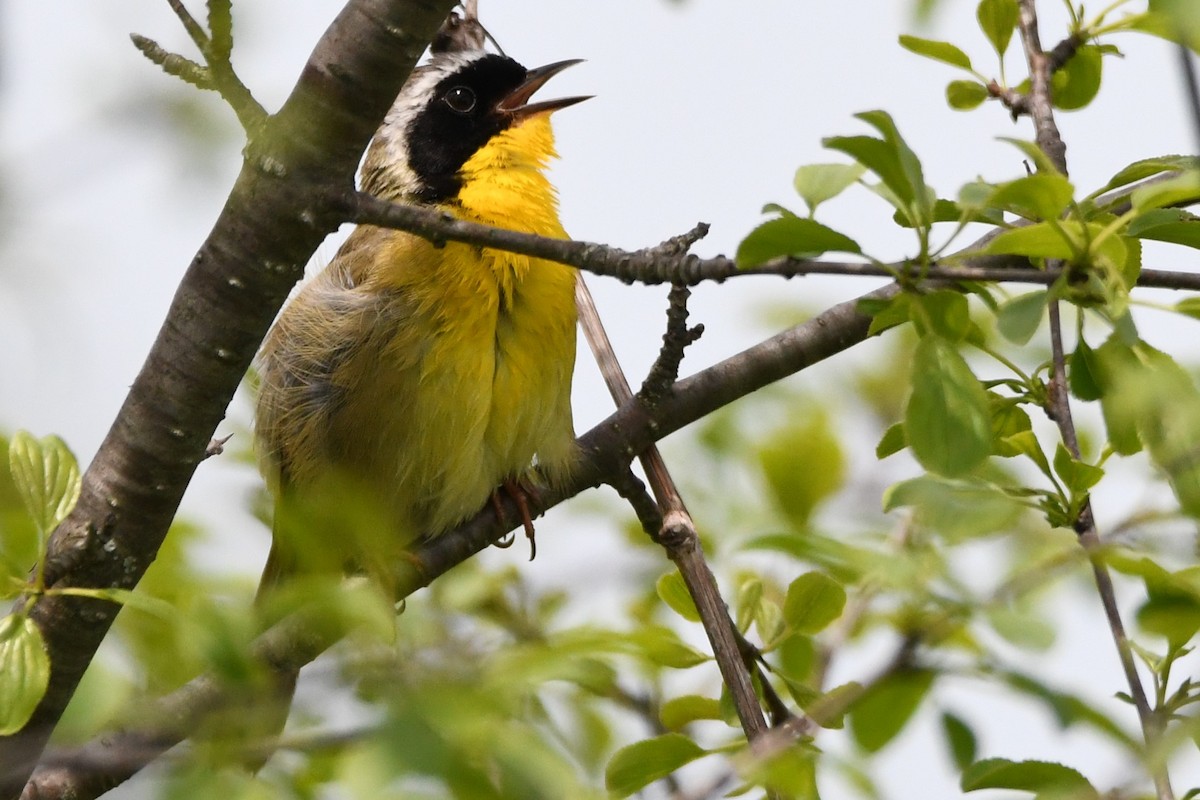 Common Yellowthroat - ML620115911