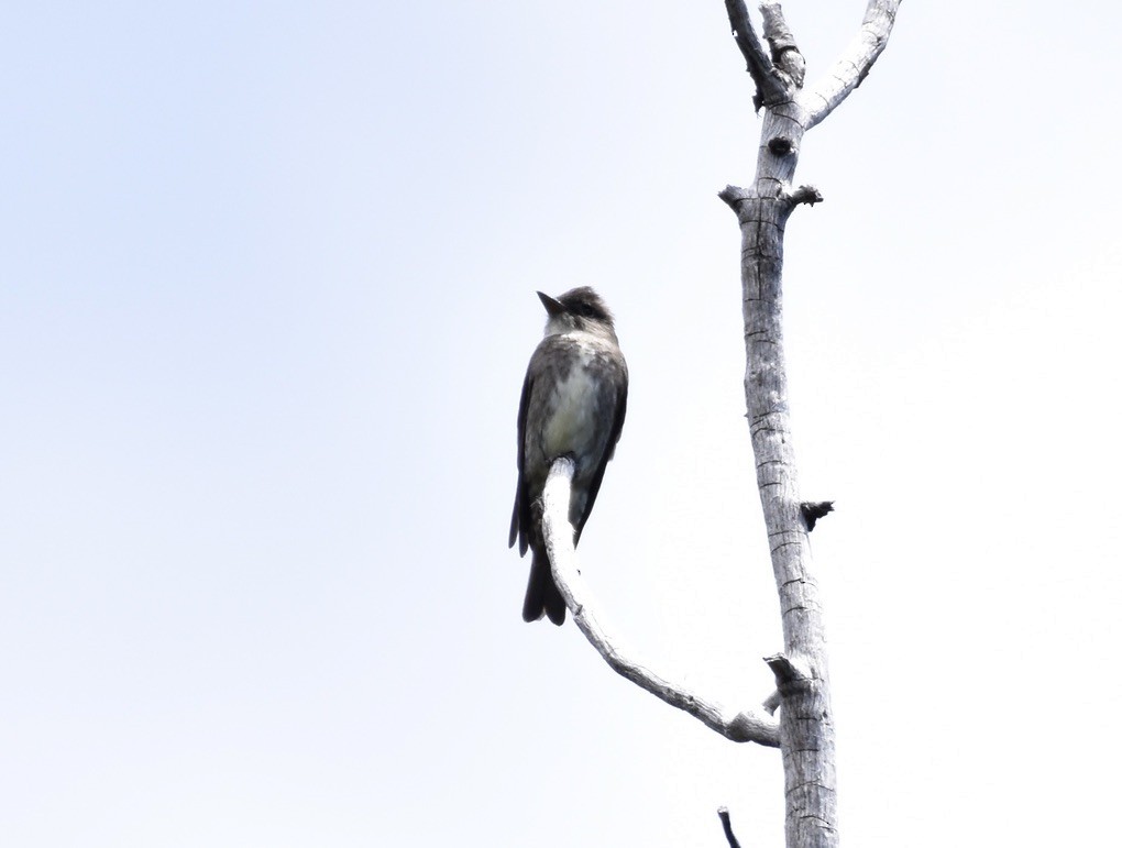 Olive-sided Flycatcher - ML620115912