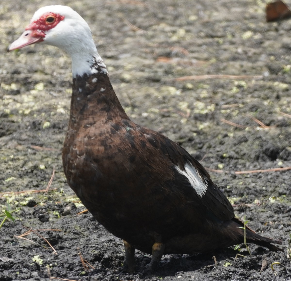 Muscovy Duck (Domestic type) - ML620115915