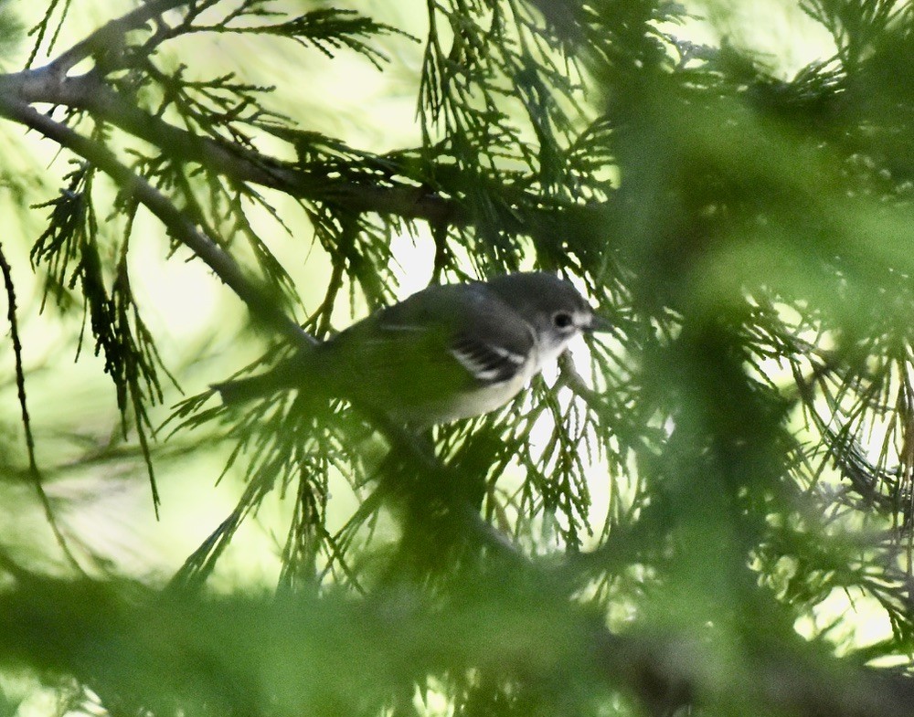 Cassin's Vireo - ML620115916