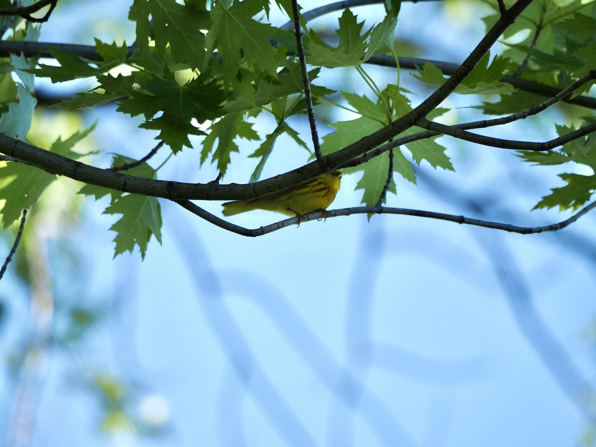 Yellow Warbler - ML620115917