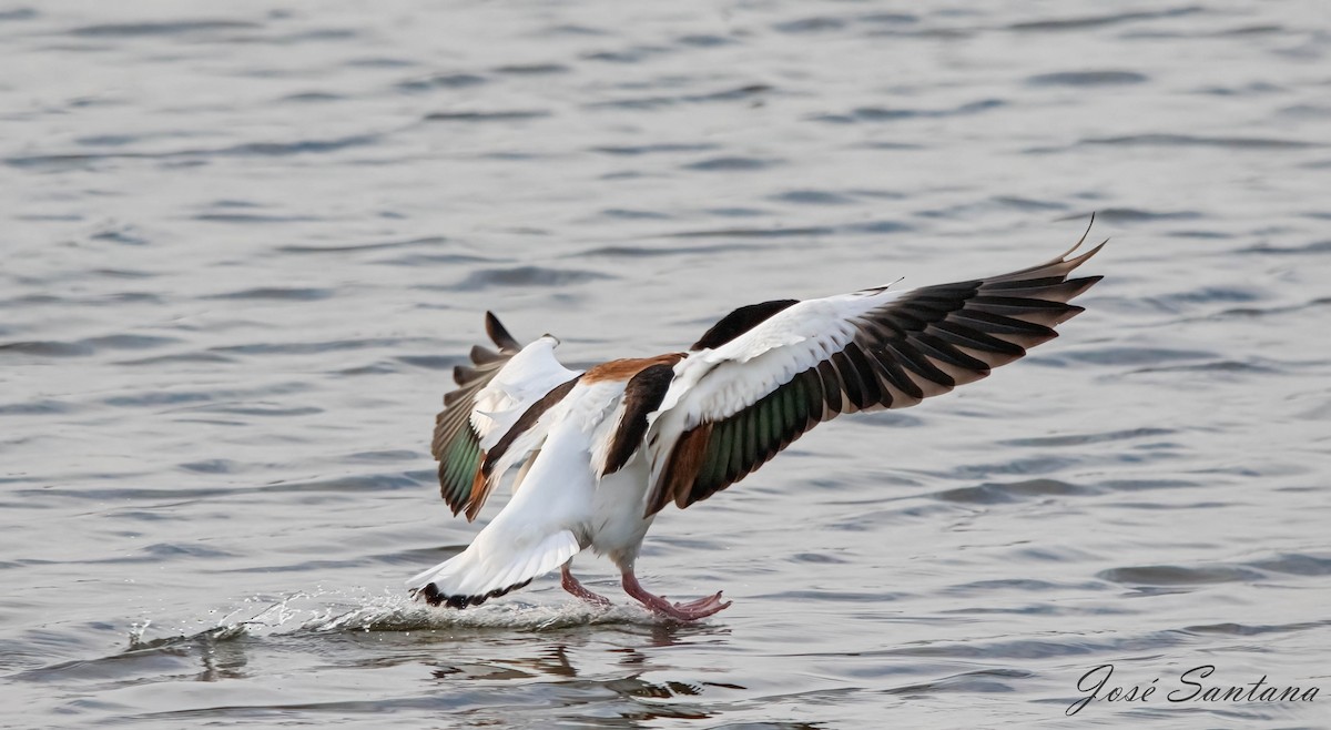 Common Shelduck - ML620115919