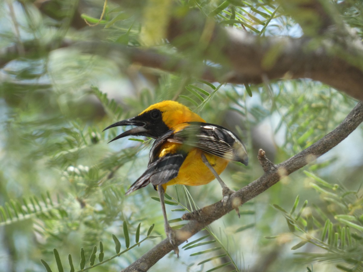 Hooded Oriole - ML620115920